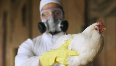 Следующая пандемия на подходе: птичий грипп подобрался опасно близко к людям